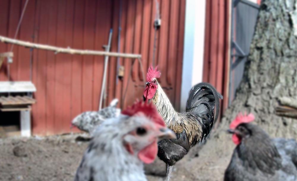 A rooster standing tall behind two out-of-focus hens in front of a red barn
