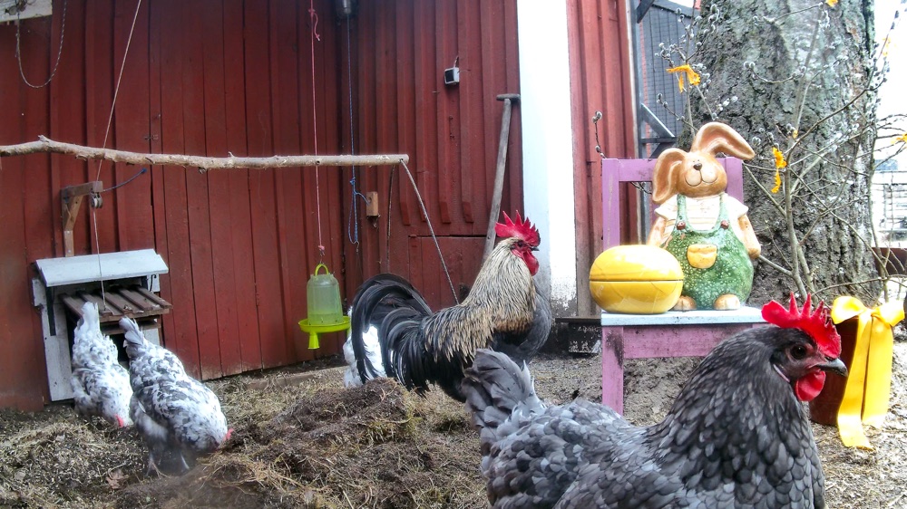 The whole flock in the coop, decorated for Easter with a ceramic bunny